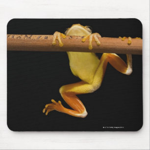 Sumpffrosch (Limnonectes Leytensis) Mousepad
