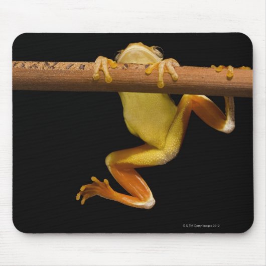 Sumpffrosch (Limnonectes Leytensis) Mousepad (Vorne)
