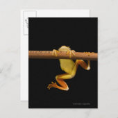 Sumpffrosch (Limnonectes Leytensis) Postkarte (Vorne/Hinten)