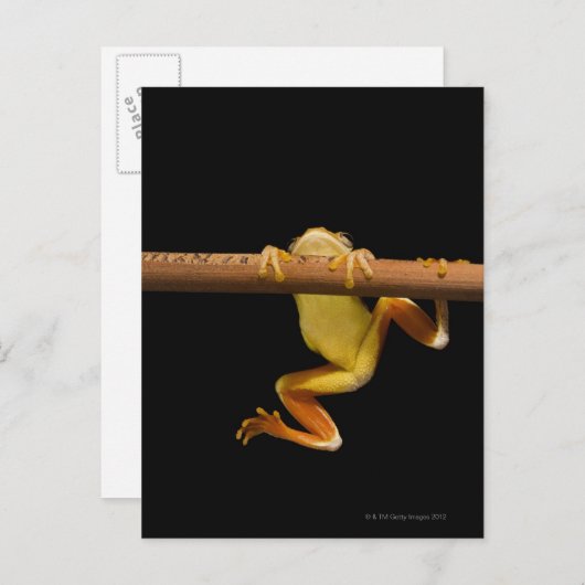 Sumpffrosch (Limnonectes Leytensis) Postkarte (Vorne/Hinten)