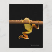 Sumpffrosch (Limnonectes Leytensis) Postkarte (Vorderseite)