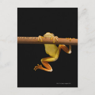 Sumpffrosch (Limnonectes Leytensis) Postkarte