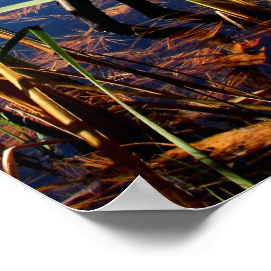 Sumpfgras Poster (Ecke)