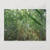 Sumpfgras Postkarte (Vorderseite)