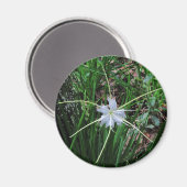Sumpflilie Magnet (Vorderseite/Rückseite)