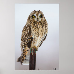 Sumpfohreule auf Zaunpfosten Poster