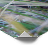 Sumpfohreule Poster (Ecke)