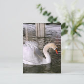 Sumpfschwäne im Wasser Postkarte (Stehend Vorderseite)