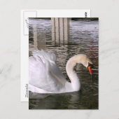 Sumpfschwäne im Wasser Postkarte (Vorne/Hinten)