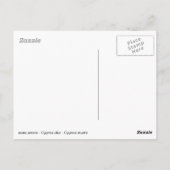 Sumpfschwäne im Wasser Postkarte (Rückseite)