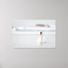 Sumpfschwäne schwimmen in Eiswasser Leinwanddruck