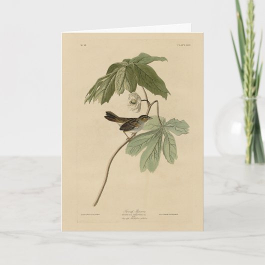 Sumpfspange von Audubons Vögeln Amerikas Karte (Vorderseite)