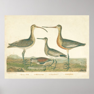 Sumpfvogel Brachvogel Schnepfenvogelbeobachtung Poster