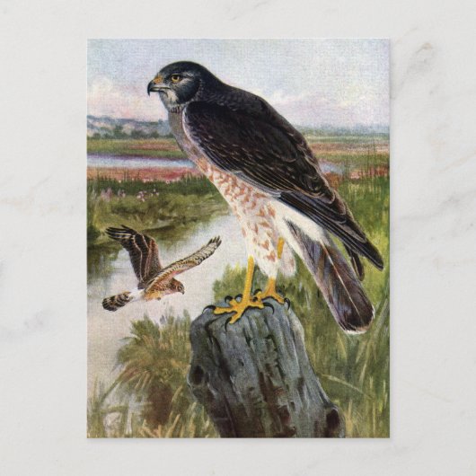 Sumpfweihe Postkarte (Vorderseite)