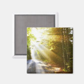 Sun Beams Through Forest in Acadia National Park Magnet (Vorderseite/Rückseite)