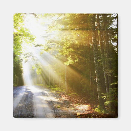 Sun Beams Through Forest in Acadia National Park Magnet (Vorne)