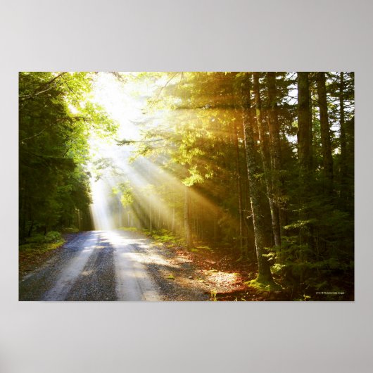 Sun Beams Through Forest in Acadia National Park Poster (Vorne)