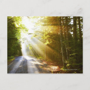 Sun Beams Through Forest in Acadia National Park Postkarte