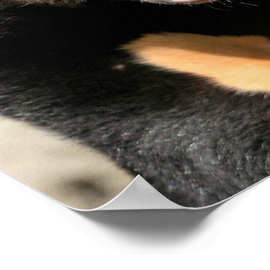 Sun Bear Posters Poster (Ecke)