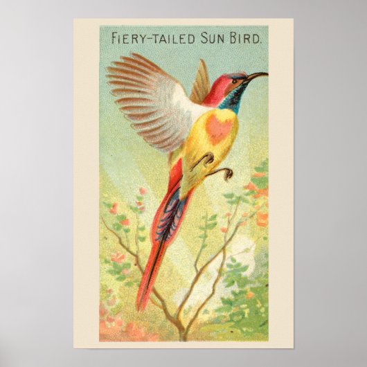 Sun Bird, Set 6 Bird Gallery Wall, 2 von 6 Poster (Vorne)