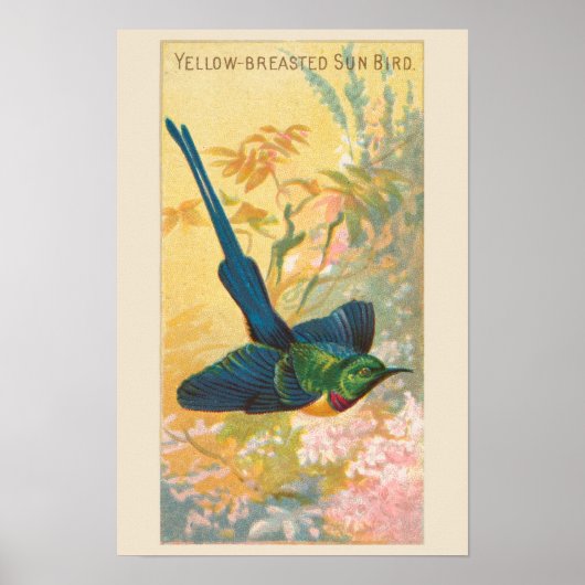 Sun Bird, Set 6 Bird Gallery Wall, 4 von 6 Poster (Vorne)