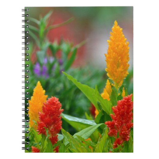 Sun Color Blume Notebook Notizblock (Vorderseite)