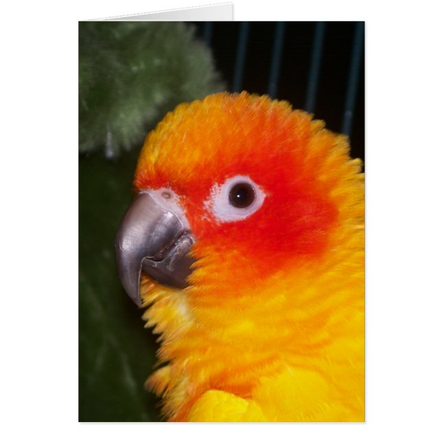 Sun Conure (Vorne)