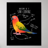 Sun Conure Anatomy Funny Niedlich Pet Parrot Bird Poster (Vorne)