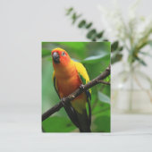 Sun Conure Bird Postkarte (Stehend Vorderseite)