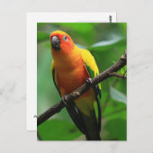 Sun Conure Bird Postkarte (Vorne/Hinten)