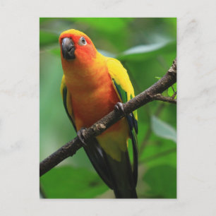 Sun Conure Bird Postkarte