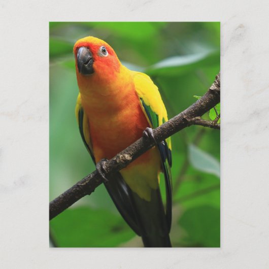 Sun Conure Bird Postkarte (Vorderseite)