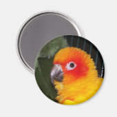 Sun Conure Magnet (Vorderseite/Rückseite)