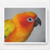 Sun Conure Mousepad (Vorne)