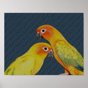 Sun Conure Parrot Pair Bird Poster