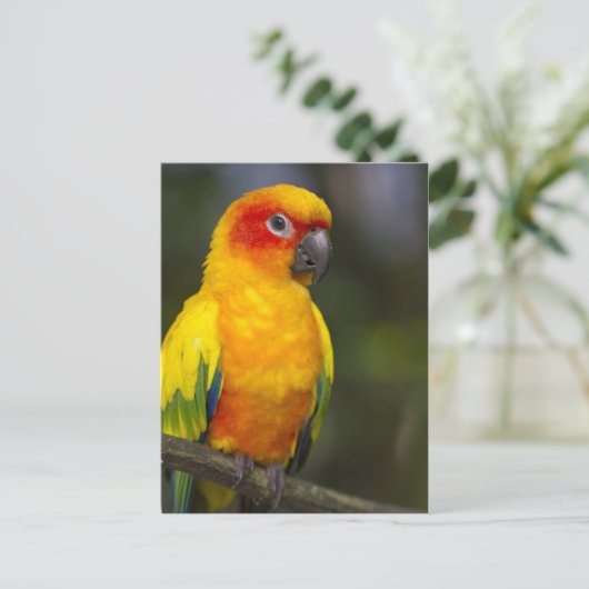 Sun Conure Parrot Postcard Postkarte (Stehend Vorderseite)