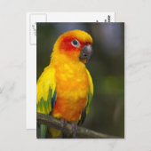 Sun Conure Parrot Postcard Postkarte (Vorne/Hinten)