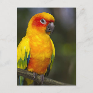 Sun Conure Parrot Postcard Postkarte