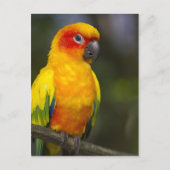 Sun Conure Parrot Postcard Postkarte (Vorderseite)