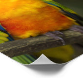 Sun Conure Parrot Poster (Ecke)