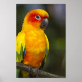 Sun Conure Parrot Poster (Vorne)