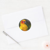 Sun Conure Parrot Sticker (mit Text) (Umschlag)
