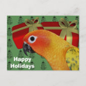 Sun Conure Parrot Weihnachtsurlaub Postkarte (Vorderseite)