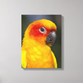 Sun Conure Parrot Wrapped Canvas Leinwanddruck (Vorderseite)