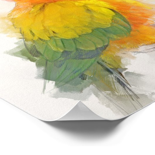 Sun Conure Portrait Poster (Ecke)