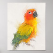 Sun Conure Portrait Poster (Vorne)