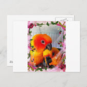 Sun Conure Postkarte (Vorne/Hinten)