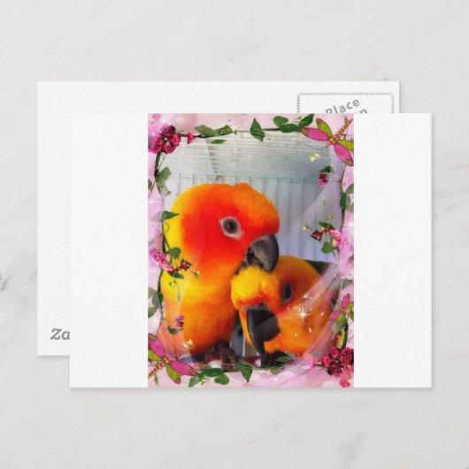 Sun Conure Postkarte (Vorne/Hinten)