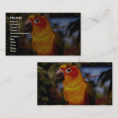 Sun conure visitenkarte (Vorne/Hinten)