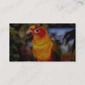 Sun conure visitenkarte (Rückseite)